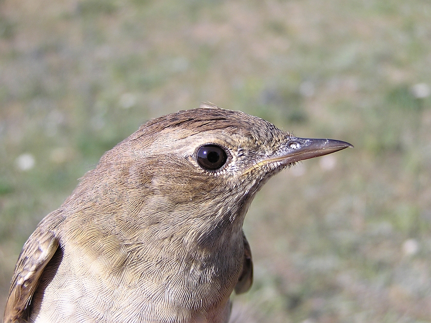 Thrush Nightingale, Sundre 20080731